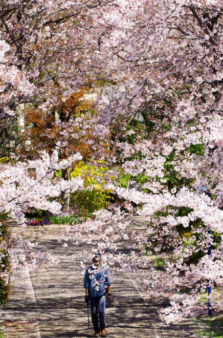 16桜道