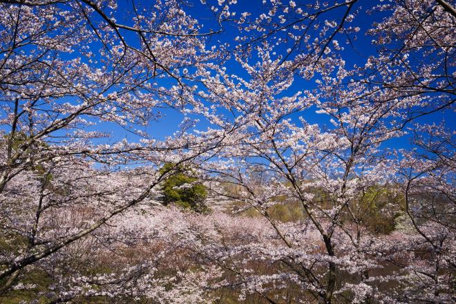 06桜に囲まれて.jpg