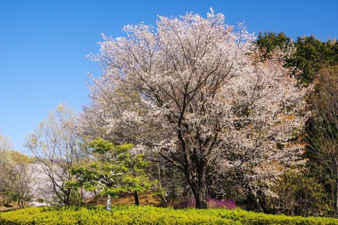 04山桜咲く.jpg