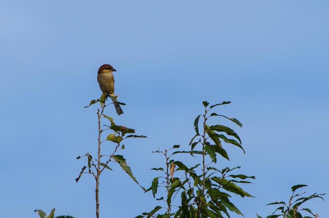 百舌鳥（モズ）