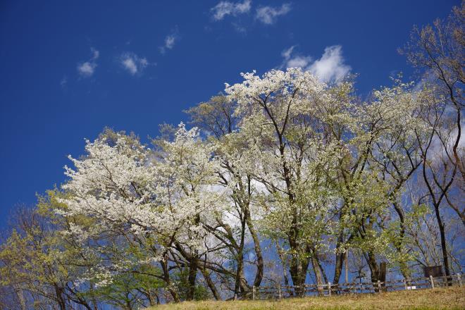 07白い山桜.JPG