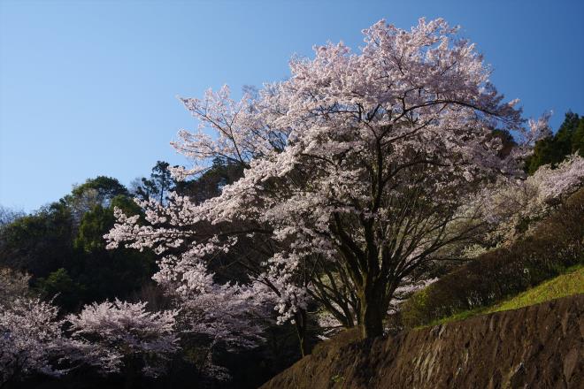 02桜が咲いた.JPG