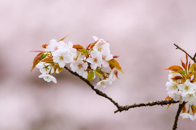 04山桜.jpg