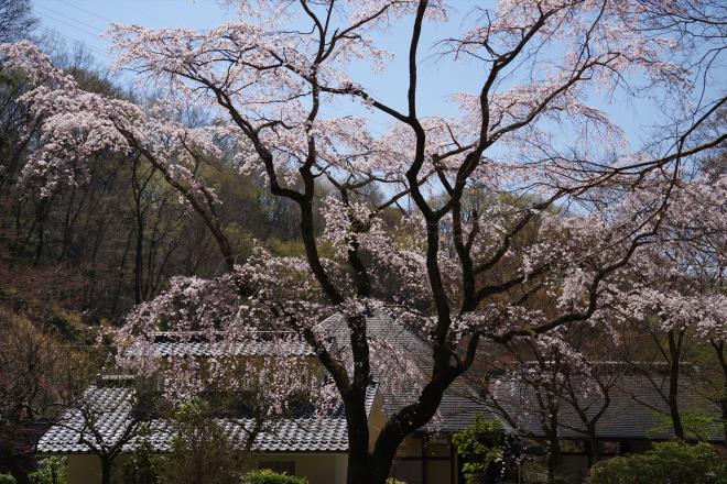 10枝垂れ桜.JPG