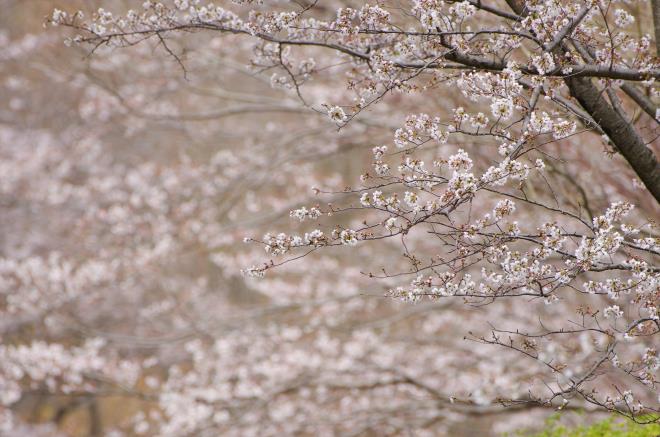 06桜トンネル.jpg