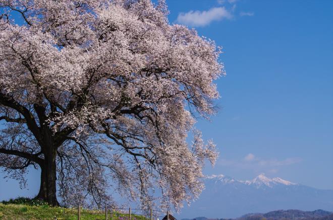 05王仁塚の桜