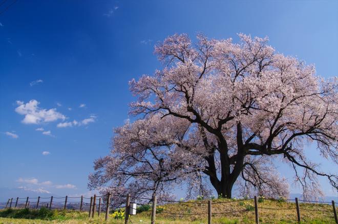 04王仁塚の桜