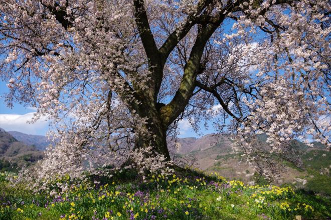 02わに塚の桜