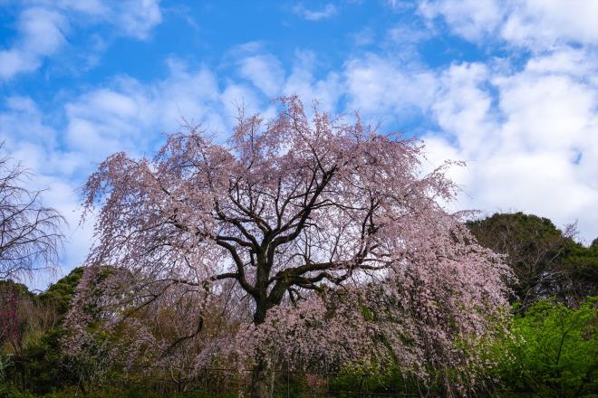 02紅枝垂桜.jpg