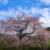 02紅枝垂桜.jpg