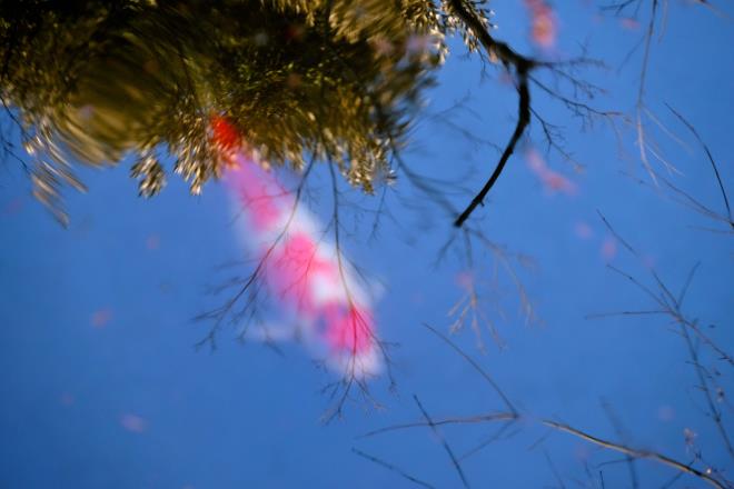 八幡様のお池の鯉