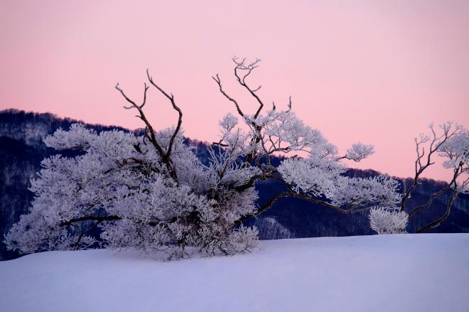 霧氷に覆われて