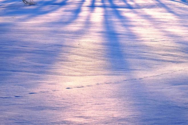 雪面を染めて