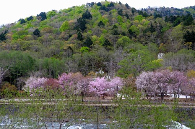 川の春