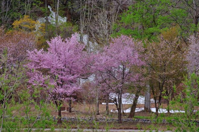 残雪と桜