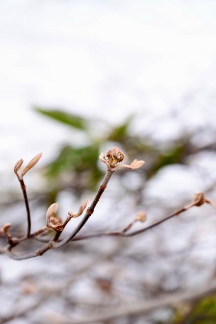 芽