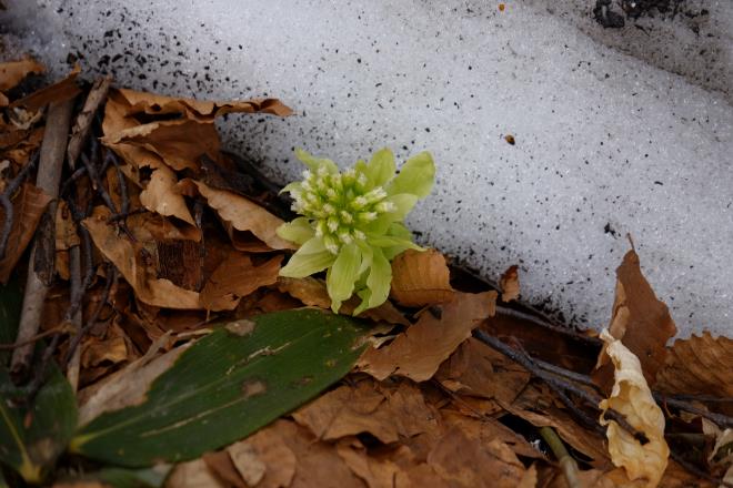 蕗の薹