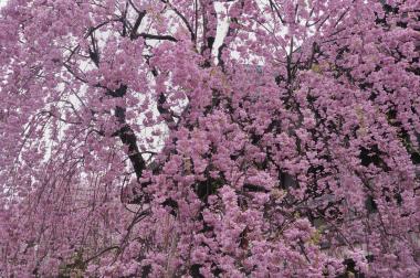 2017-4-21春の花を愛でる_8.jpg