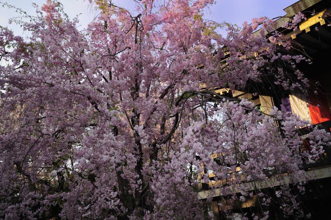 2017-4-21春の花を愛でる_11.jpg