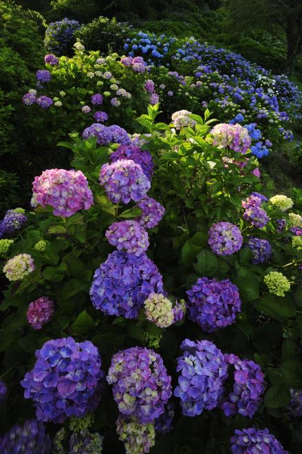 2017-7-2美の山・紫陽花_0042.jpg