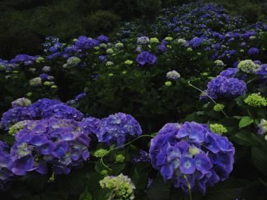 2017-7-2美の山・紫陽花_0089.jpg