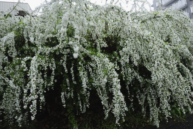 春の花四題_11.jpg