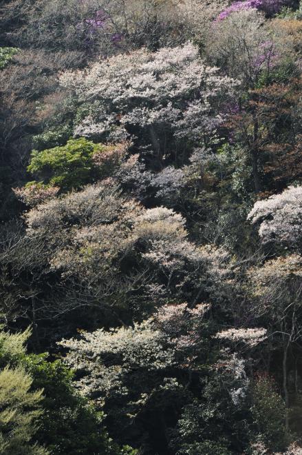 2018-3-31滝頭公園_0105.JPG