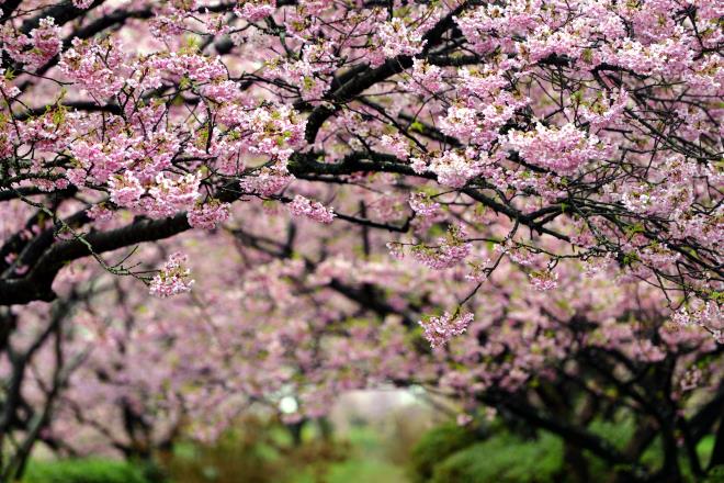 0022019-3-3河津桜&伊豆の海.JPG