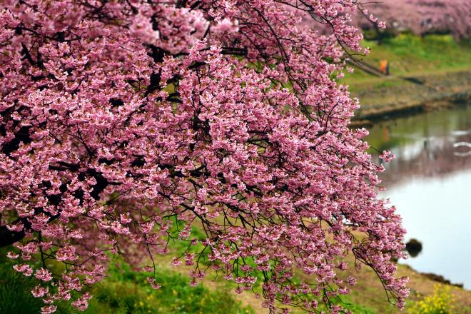 0012019-3-3河津桜&伊豆の海.JPG