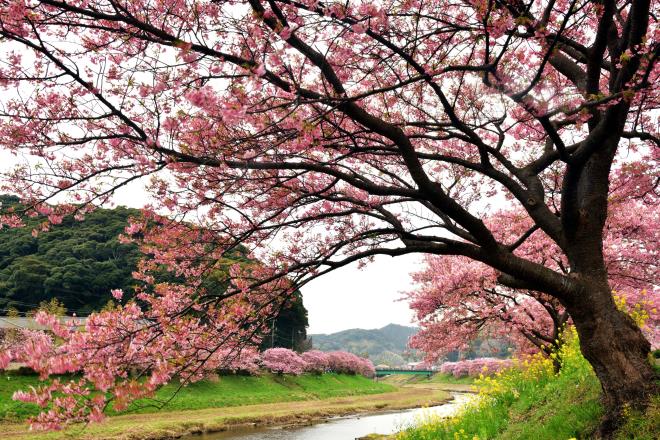 0142019-3-3河津桜&伊豆の海.JPG