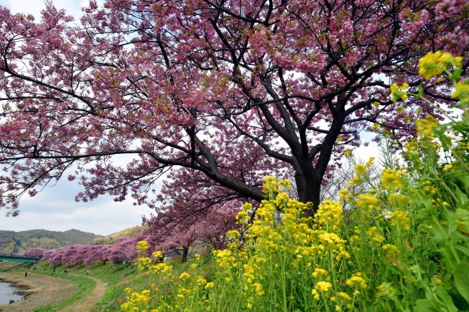 0132019-3-3河津桜&伊豆の海.JPG