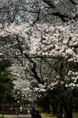 2019-4-1春の花々_06.JPG