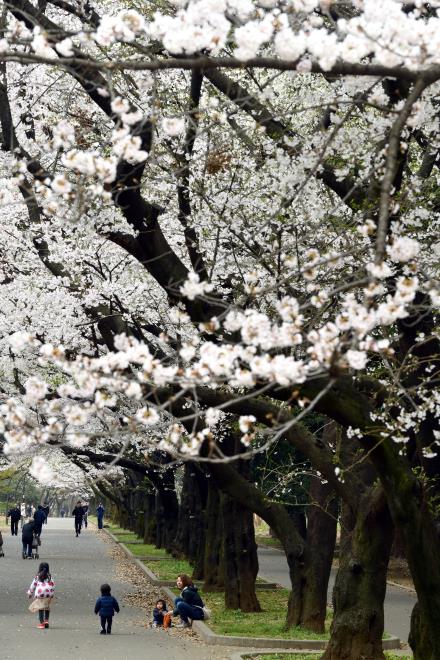 2019-4-1春の花々_08.JPG