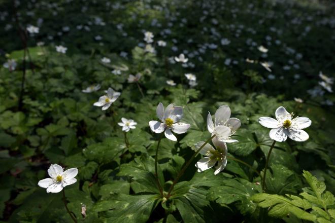 2019-4-1春の花々_05.JPG