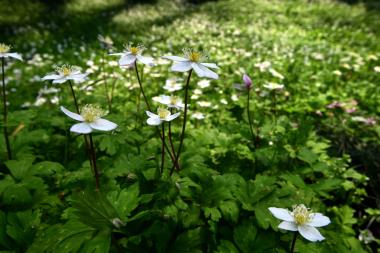 2019-4-1春の花々_08.JPG