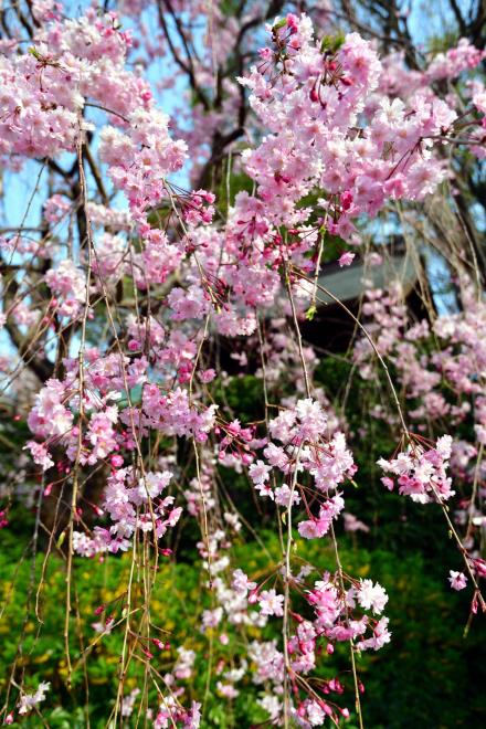 2019-4-1春の花々_09.JPG