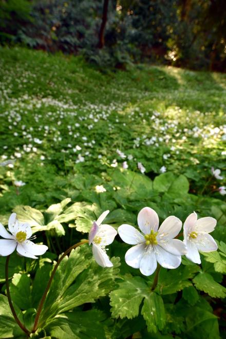 2019-4-1春の花々.JPG