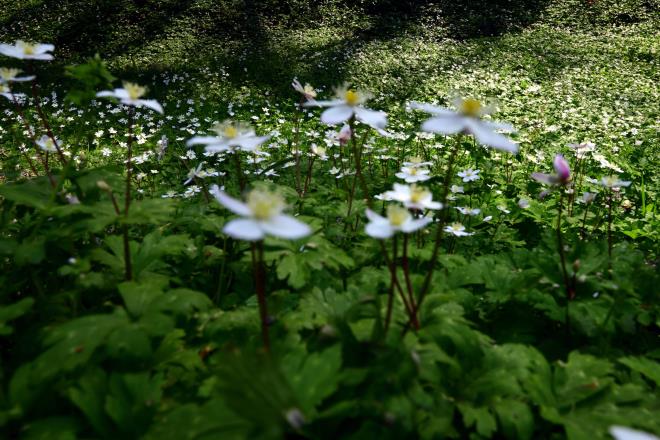 2019-4-1春の花々_06.JPG