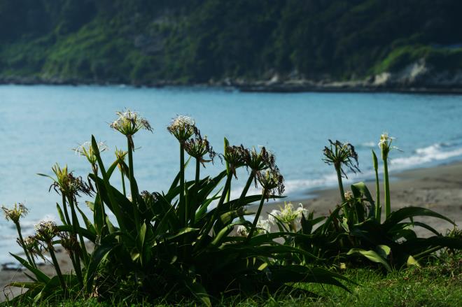 2019-7-30浜に咲く夏の花_05.JPG