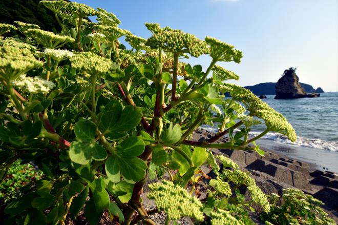 2019-7-30浜に咲く夏の花_06.JPG