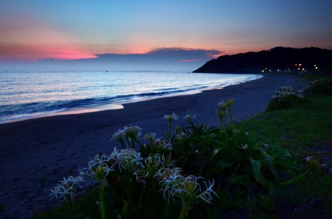 2019-7-30浜に咲く夏の花_08.JPG