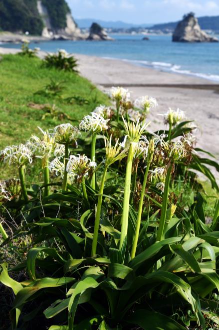 2019-7-30浜に咲く夏の花_04.JPG