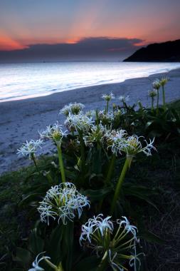 2019-7-30浜に咲く夏の花_07.JPG