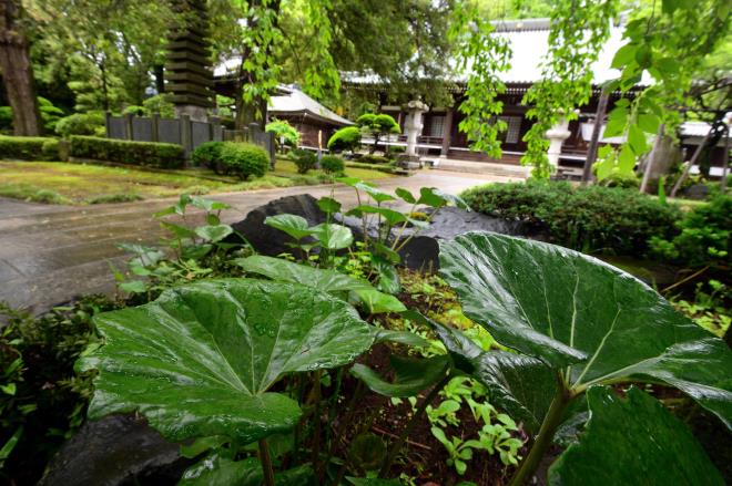 2022-6-141板橋七福神・安養院_001.JPG