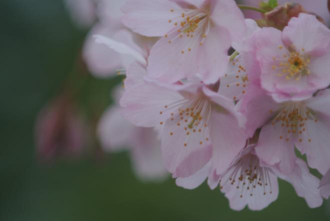 河津桜