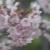 河津桜