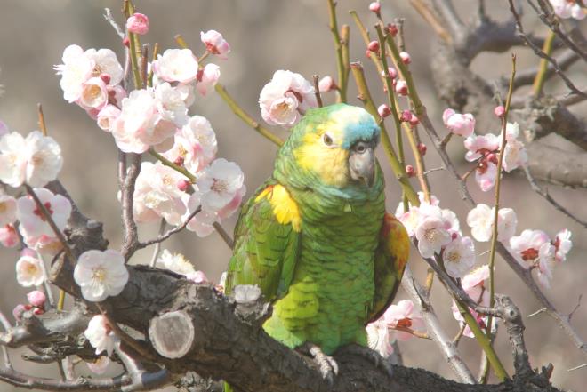 オウムと梅