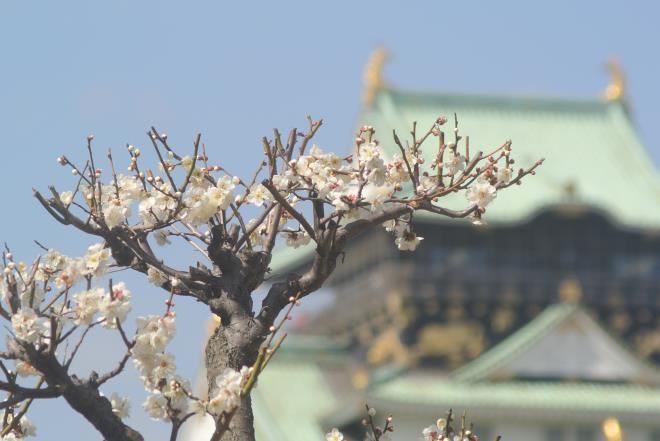 大阪城公園梅林