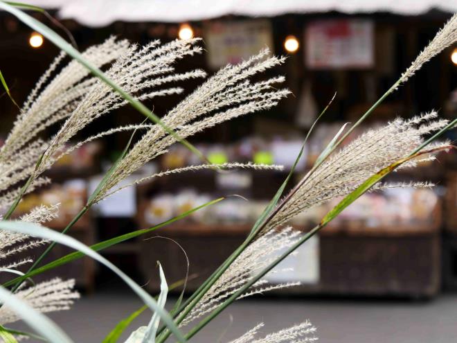 ススキの向こうに