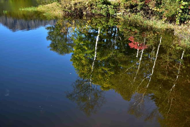 水面の秋
